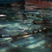 aurbanwaters5_torniainenrightsize